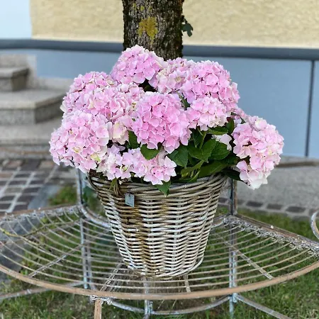 Almtalhotel In Lägenhet Pettenbach